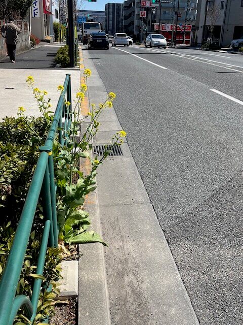 歩道に咲く菜の花