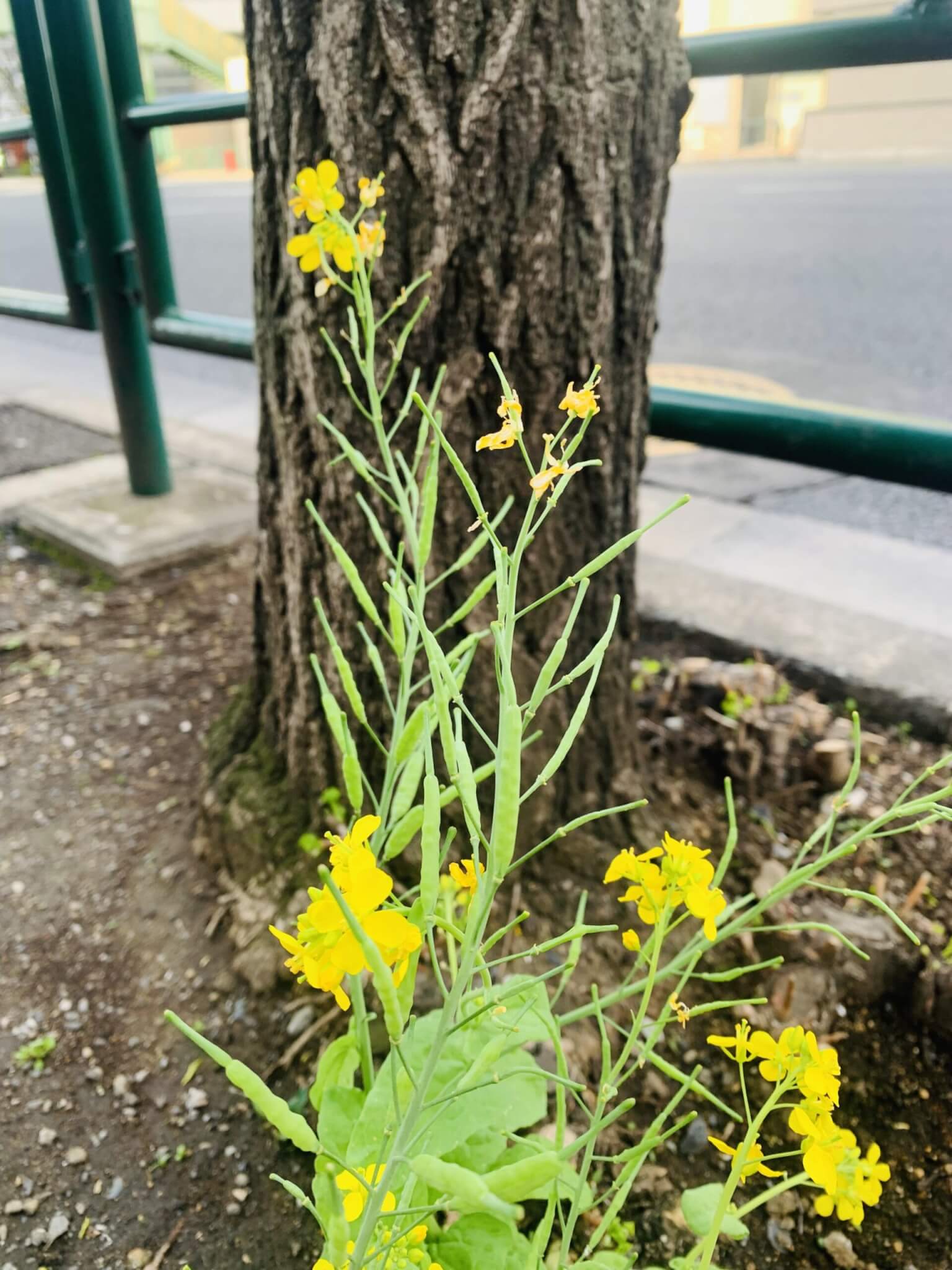 歩道に咲く菜の花