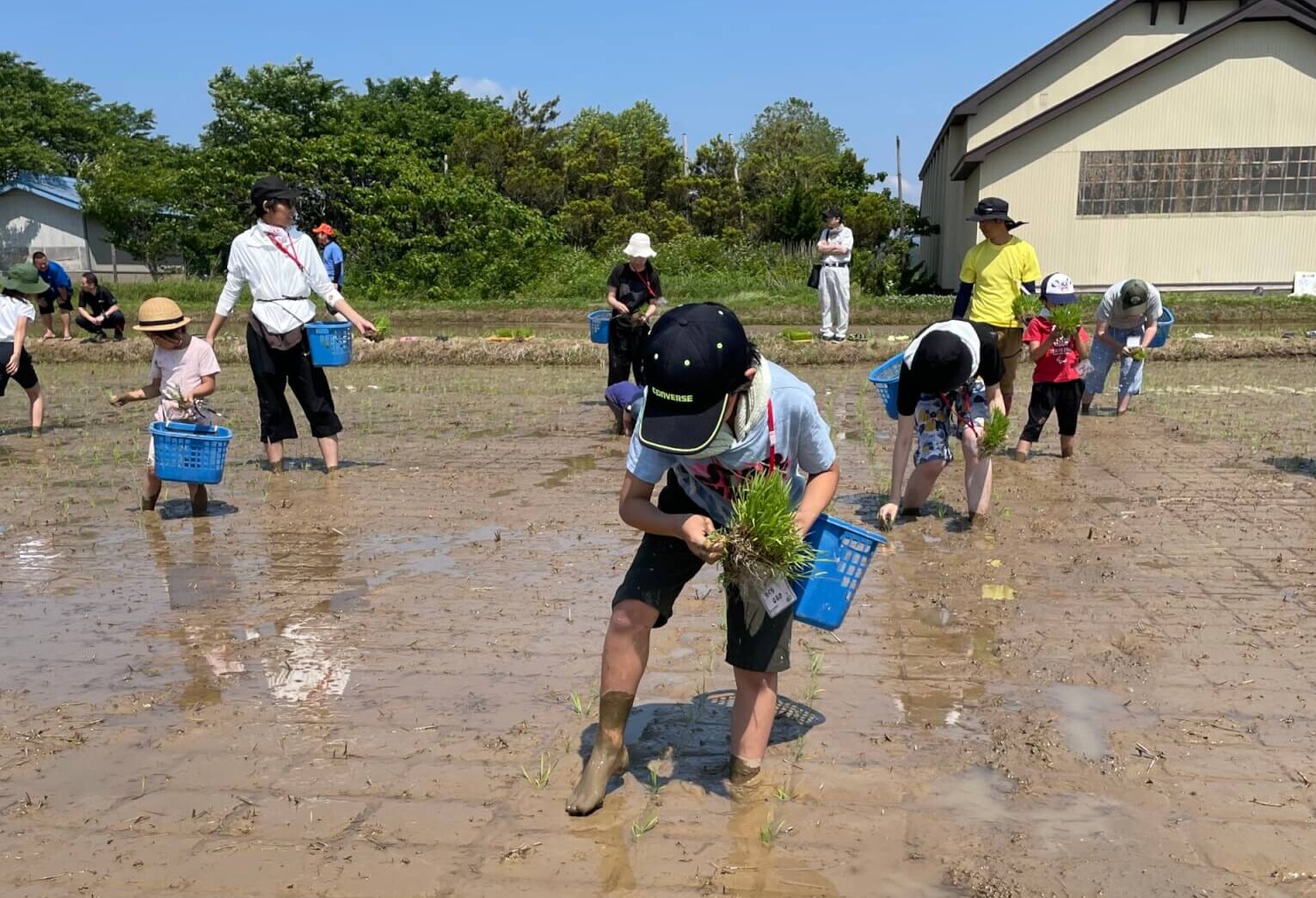 田植えをする様子