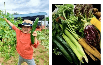 いなぎめぐみの里山　夏野菜収穫体験