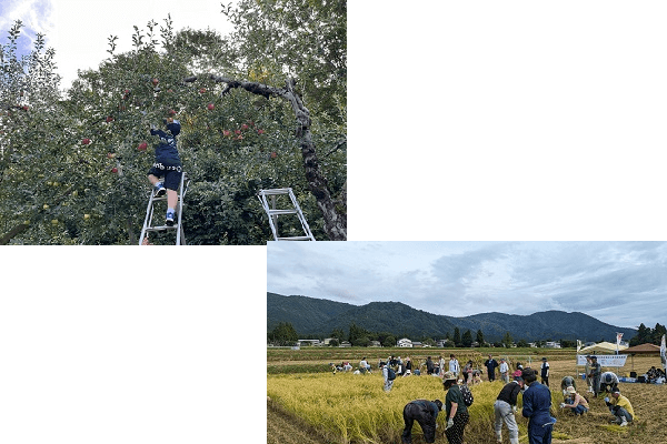 みんな大好き！エコ・秋田あきたこまちの稲刈り＆エコ・りんご収穫体験！